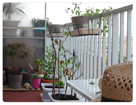 mon balcon, grand balcon, plant de tomates