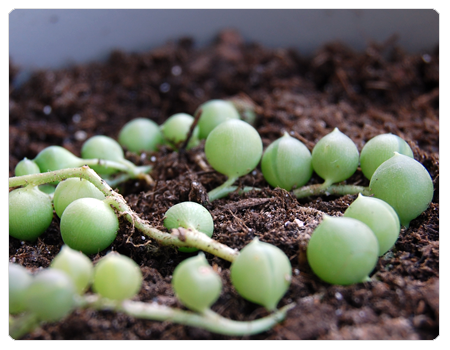 plante petits pois, collier de perles, Senecio rowleyanus 