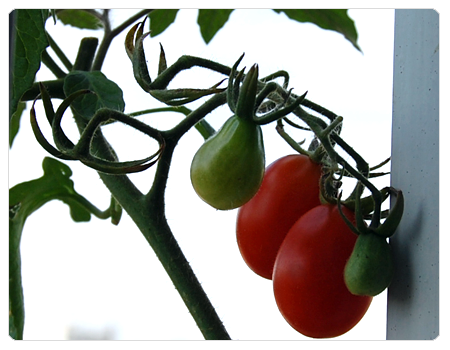 plant de tomate, plant de tomates olivette sur mon balcon, olivettes