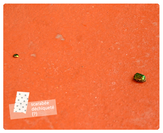 scarabee dechiquete