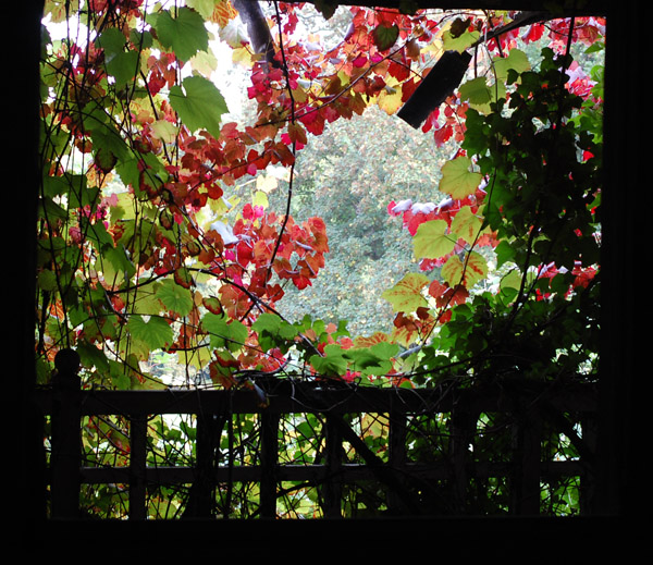 urbex fenêtre feuilles rouges