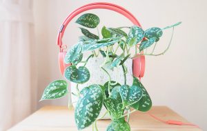 podcasts pour plant lovers