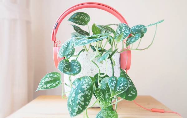 podcasts pour plant lovers